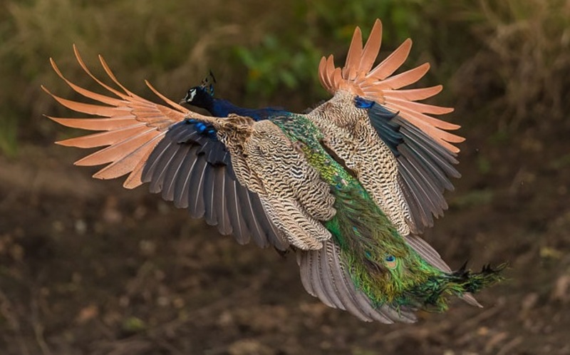 كيف يبدو الطاووس في أثناء طيرانه؟ صور ساحرة لن تصدقها